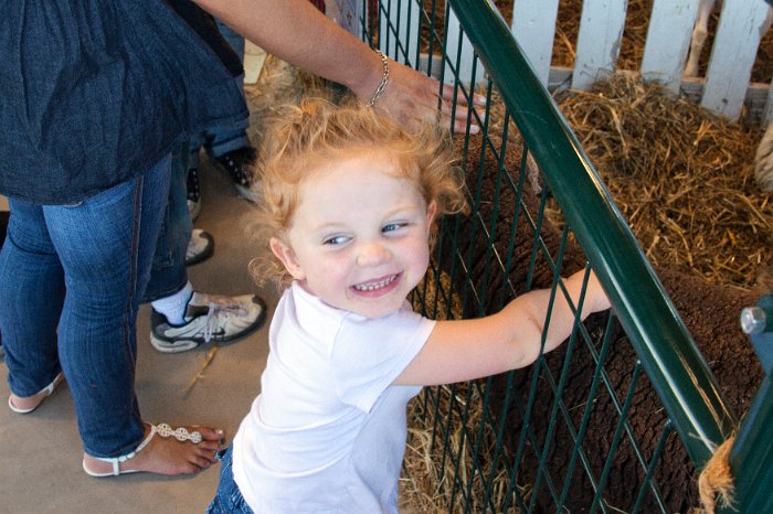 Petting a Sheep